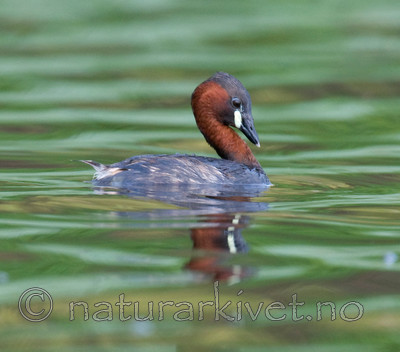 BB 09 0117 / Tachybaptus ruficollis / Dvergdykker